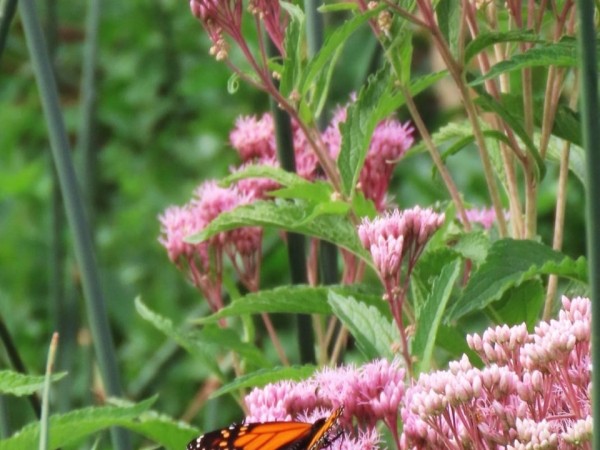 monarchs nectarong 