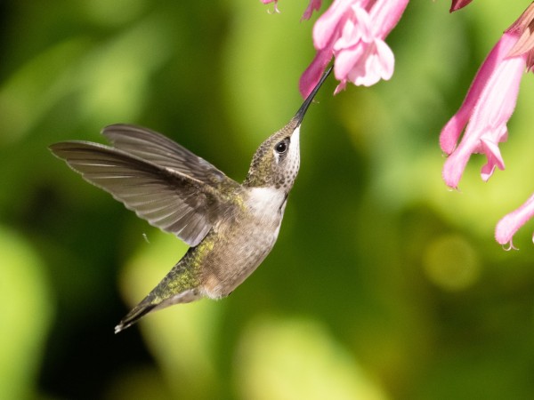nectaring hummingbird