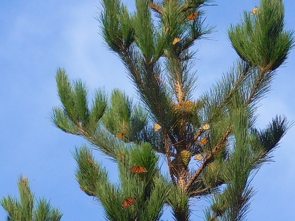 Monarchs roosting in pine tree