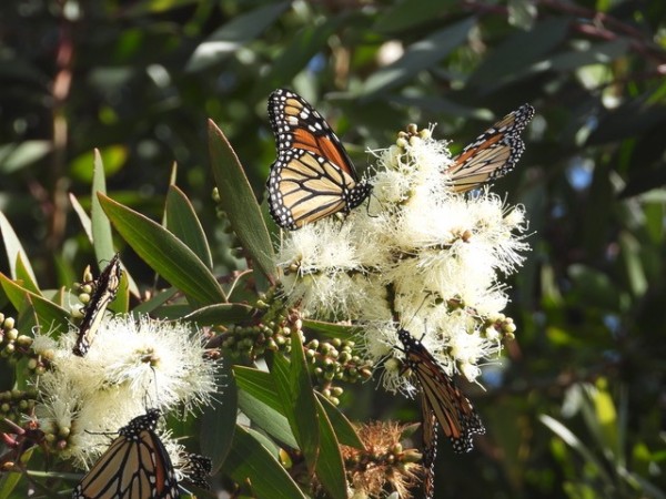 Monarchs nectaring on bottle brush