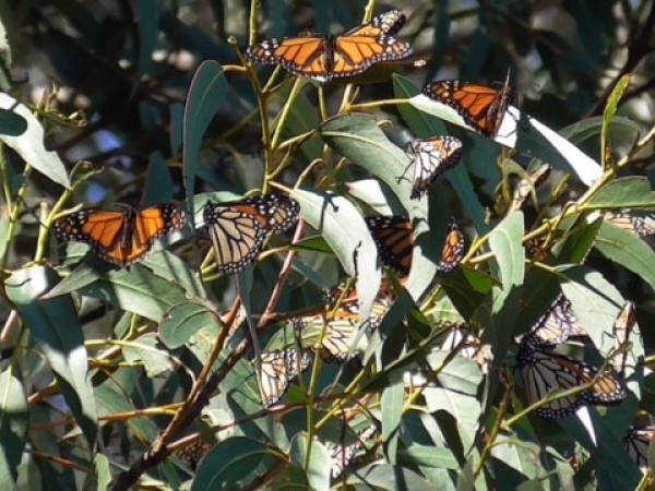 Monarchs basking in the sun
