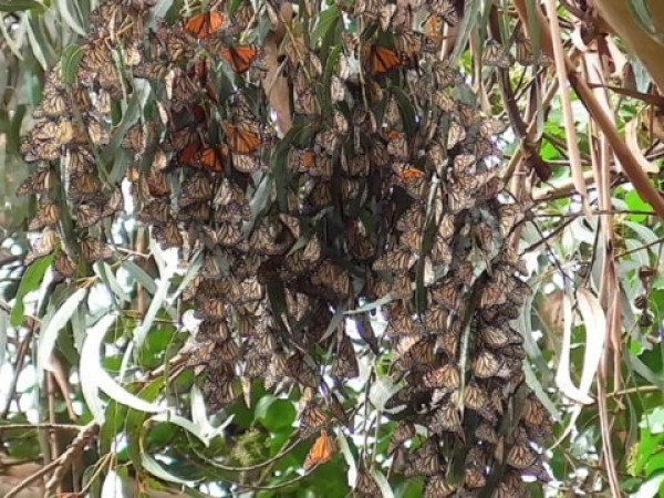 Monarch roost in California