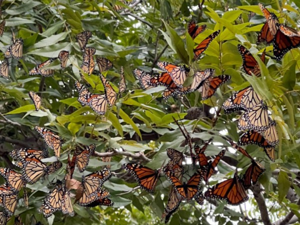 Monarch roost in Texas