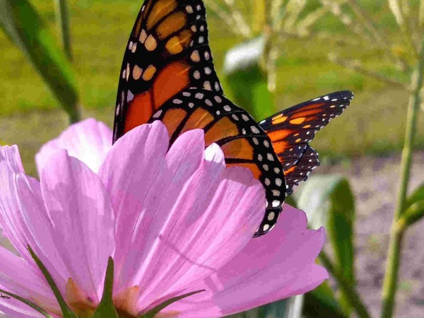 Monarch nectaring on cosmo in Minnesota