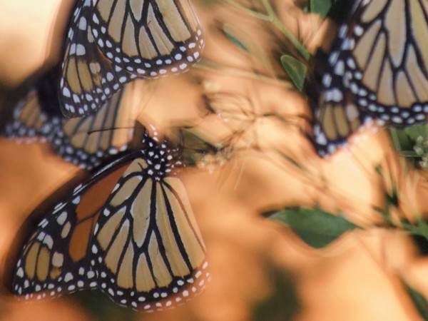 Monarchs roost in Alabama