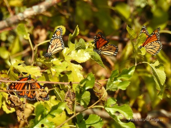 Monarch Butterflies in Canada