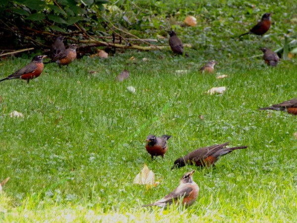 Flock of American Robins