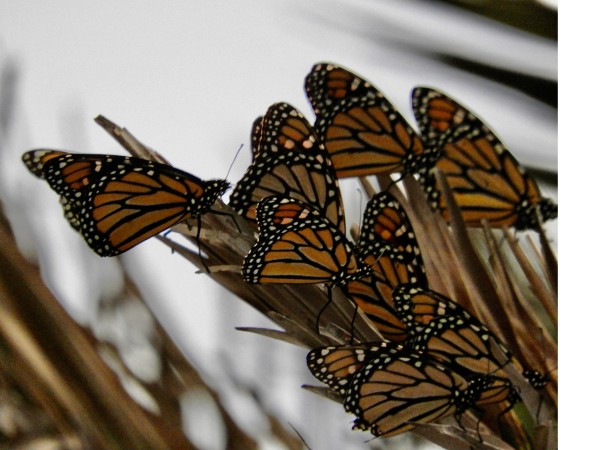 Migrating monarchs in Texas