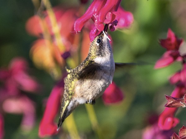 Ruby-throated Hummingbird nectaring on flowers