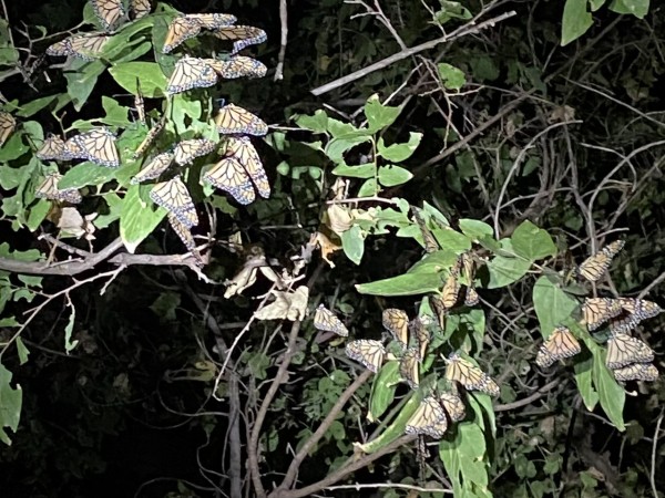 Monarch roost in Texas