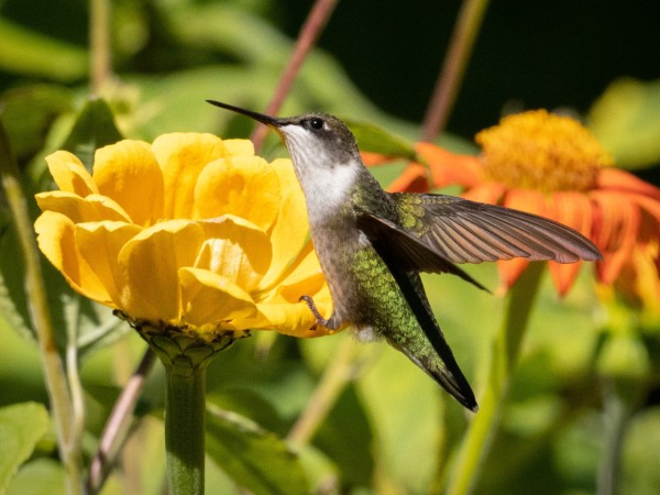 Ruby-throated Hummingbird nectaring on flowers.