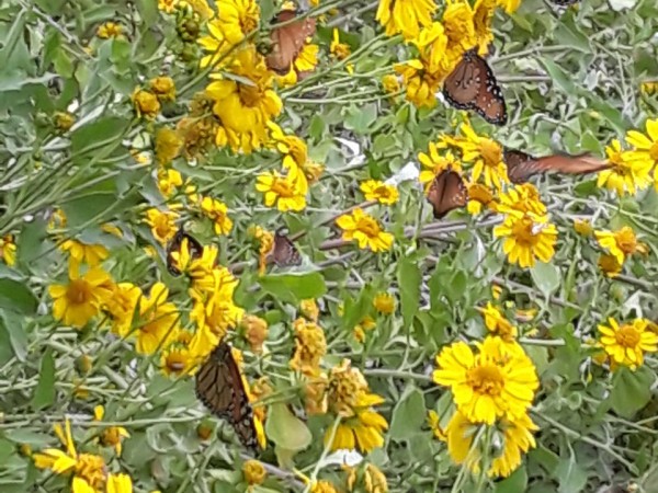 Monarch butterflies in Texas 
