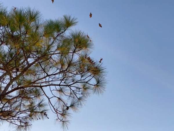 Monarchs roosting in Florida
