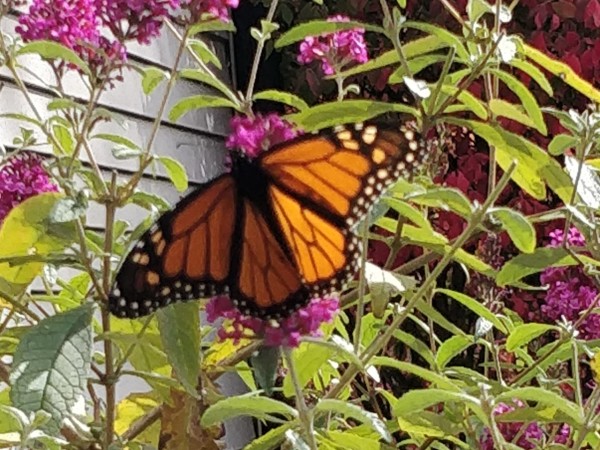 Monarch Butterfly in Ohio 