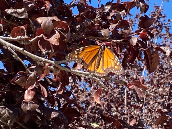 Monarch in Arizona 