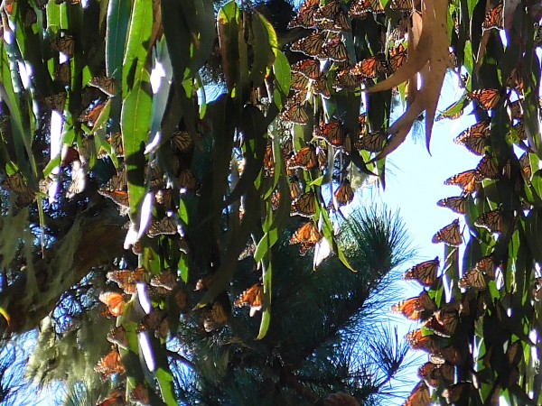 Cluster of monarchs in California