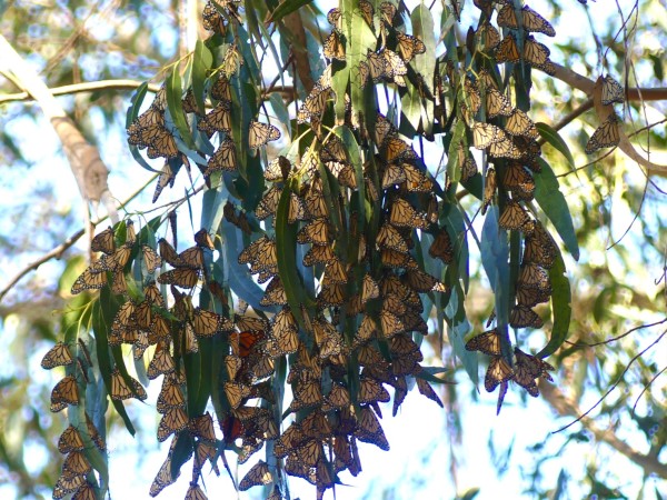 Cluster of monarchs in California 
