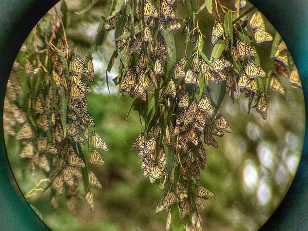 Cluster of monarchs in California