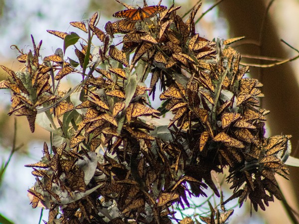 Overwintering monarchs in California