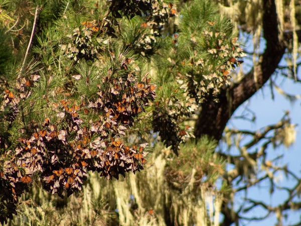 Overwintering monarchs in California