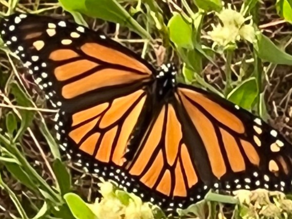 Monarch along Gulf Coast in Alabama
