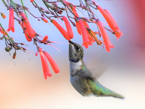 Hummingbird nectaring on flowers in Texas