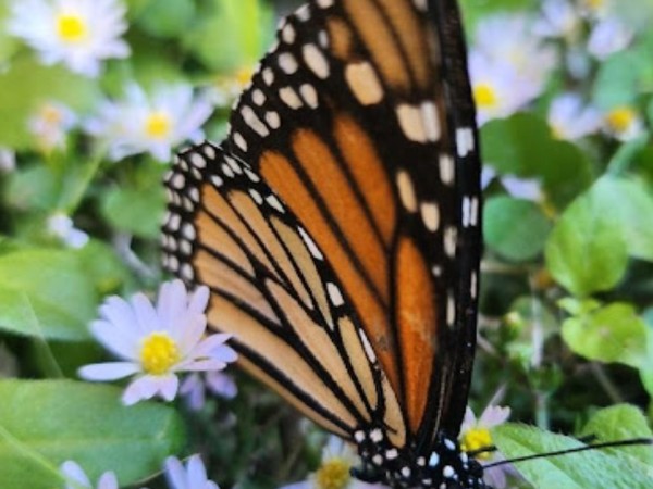 Monarch nectaring in Texas