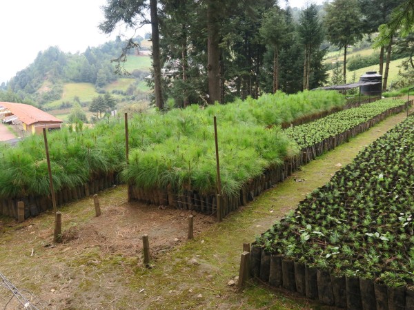 Reforestation efforts in Mexico