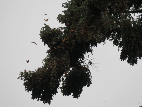 Monarchs at El Rosario Sanctuary