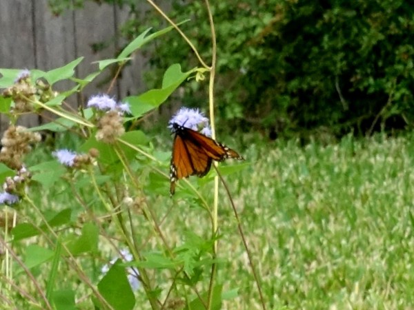 Monarch nectaring on mist flower in Texas