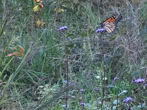 Monarch nectaring in Virginia