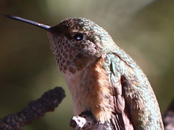 Broad-tailed Hummingbird 
