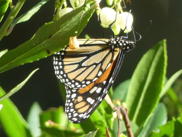 Monarch nectaring on Strawberry tree