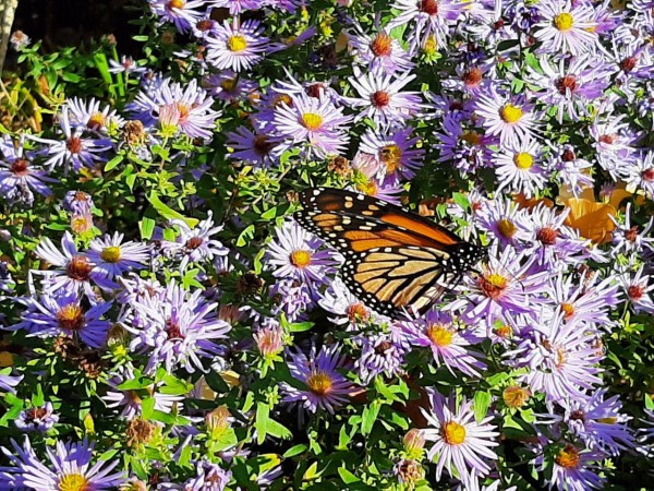 Monarch nectaring on aster