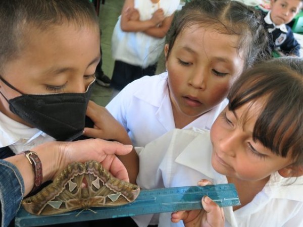 Students Measuring Wingspan of Moth