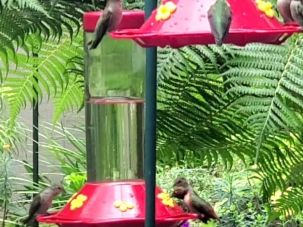 Hummingbirds at feeders in California