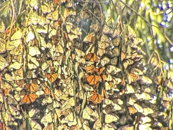 monarchs roosting in eucalyptus trees in Pismo Beach Butterfly Sanctuary, CA. 
