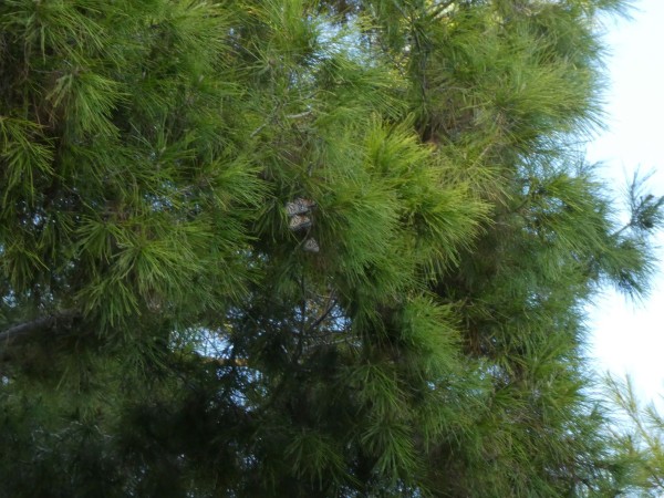 resting monarchs in clusters in pine tree