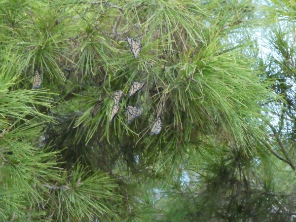 monarch roosting in pine tree in Lake Havasu, AZ