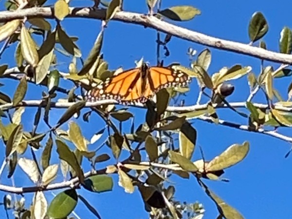 monarch in basking in live oak trees