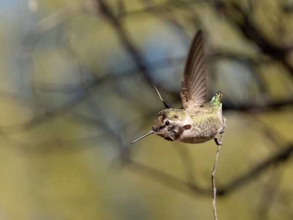 Anna's hummingbird taking off from a branch in Tucson AZ