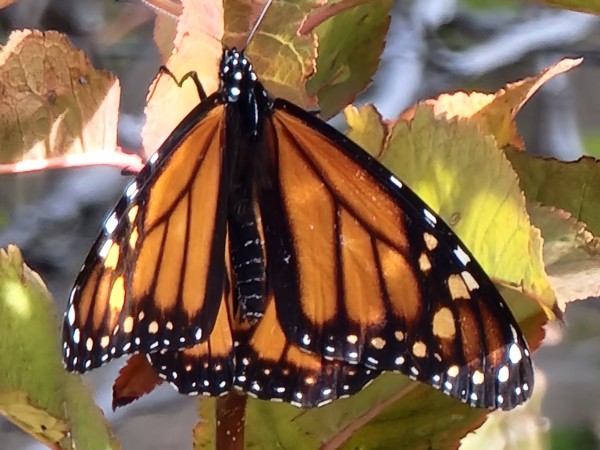 Monarch sunning in backyard cherry tree. Arizona