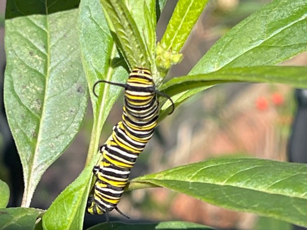 monarch caterpillar on tropical milkweed