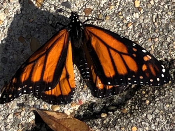 monarch on cement sidewalk warming in the sun