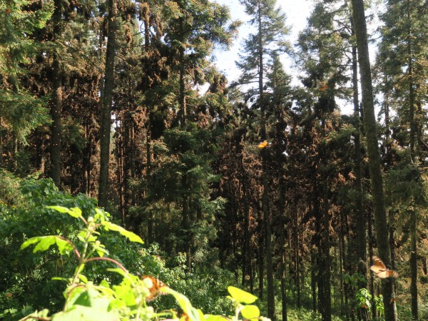 El Rosario Sanctuary monarch butterflies flying about in fir trees