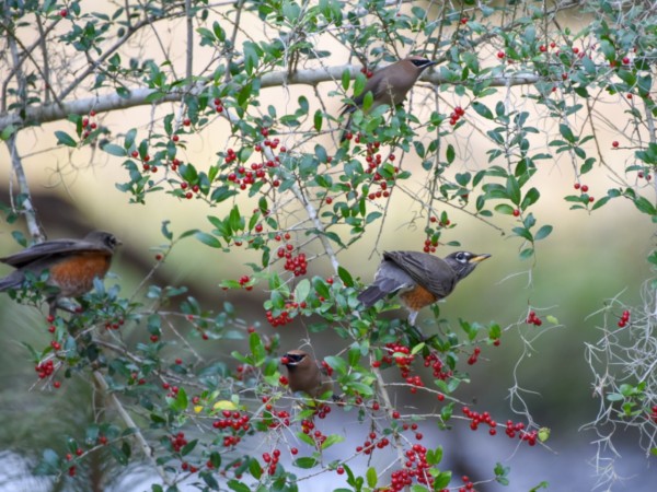 American Robins and Cedar Waxwings feasting on holly berries.