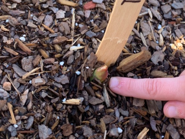 finger pointing to emerging tulip bulb in dirt