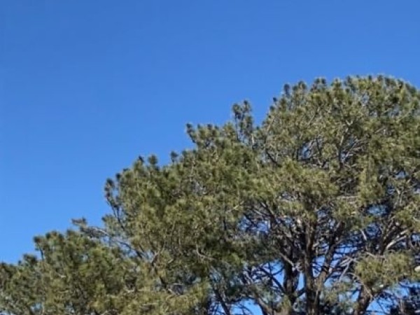 One robin in blue skyabove trees