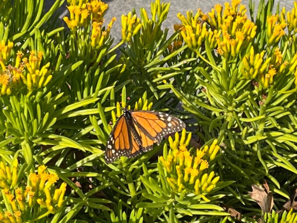 monarch amongst a green and yellow flower