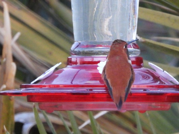Rufous hummingbird at feeder in NM